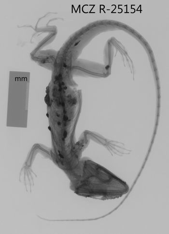 Media type: image;   Herpetology R-25154 Aspect: dorsoventral x-ray